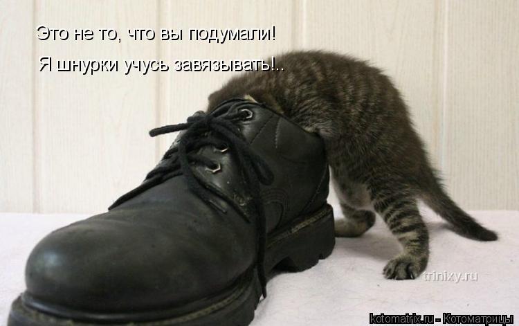 Это не то, что вы подумали! Я шнурки учусь завязывать!..... Котоматрица: Это не то, что вы подумали! Я шнурки учусь завязывать!..