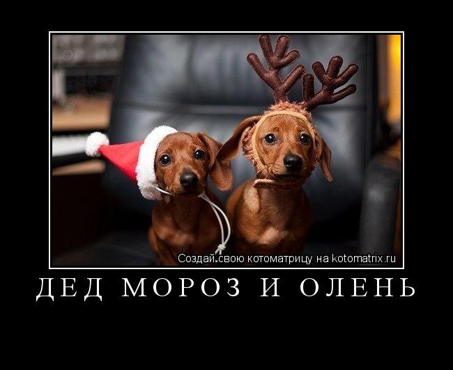 Котоматрица: дед мороз и олень 