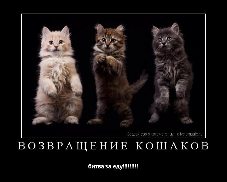 Котоматрица: возвращение кошаков битва за еду!!!!!!!!!