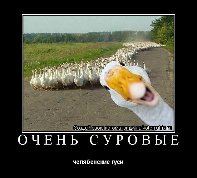 очень суровые челябенские гуси... Котоматрица: очень суровые челябенские гуси