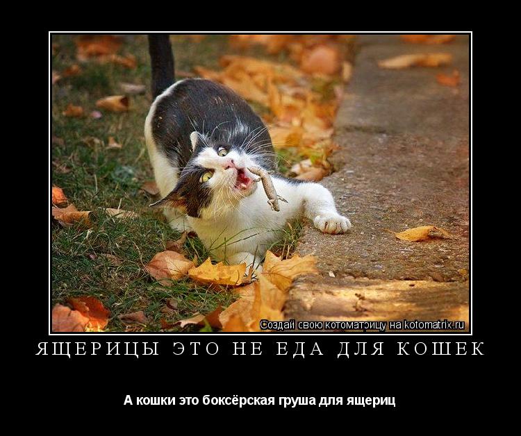 Ящерицы это не еда для кошек А кошки это боксёрская груша для ящериц... Котоматрица: Ящерицы это не еда для кошек А кошки это боксёрская груша для ящериц