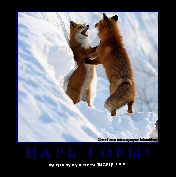 Котоматрица: царь горы! супер шоу с участием ЛИСИЦ!!!!!!!!!!!