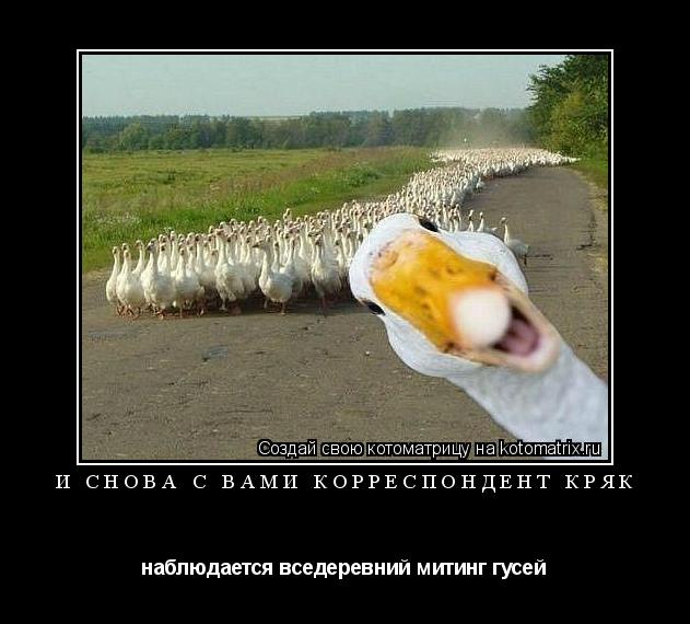 И снова с вами корреспондент Кряк наблюдается вседеревний митинг гусей... Котоматрица: И снова с вами корреспондент Кряк наблюдается вседеревний митинг гусей