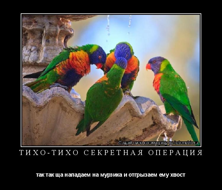 Тихо-тихо секретная операция так так ща нападаем на мурзика и отгрызаем ему хвост... Котоматрица: Тихо-тихо секретная операция так так ща нападаем на мурзика и отгрызаем ему хвост