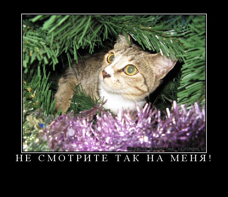 Котоматрица: Не смотрите так на меня! 