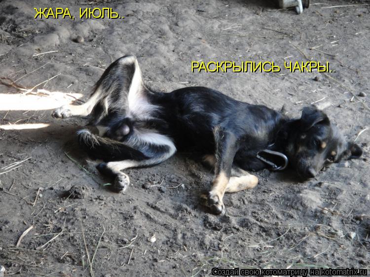 ЖАРА, ИЮЛЬ.. РАСКРЫЛИСЬ ЧАКРЫ..... Котоматрица: ЖАРА, ИЮЛЬ.. РАСКРЫЛИСЬ ЧАКРЫ..