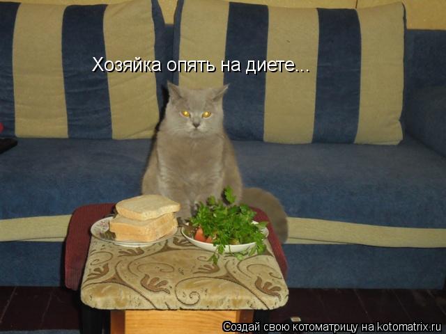 Хозяйка опять на диете...... Котоматрица: Хозяйка опять на диете...