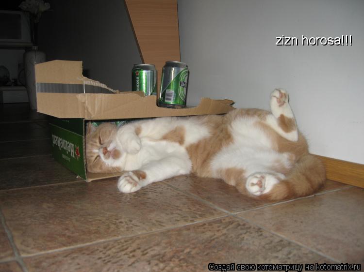 zizn horosa!!!... Котоматрица: zizn horosa!!!