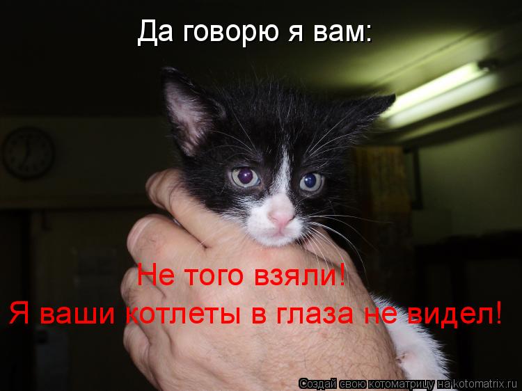 Да говорю я вам: Не того взяли! Я ваши котлеты в глаза не видел!... Котоматрица: Да говорю я вам: Не того взяли! Я ваши котлеты в глаза не видел!