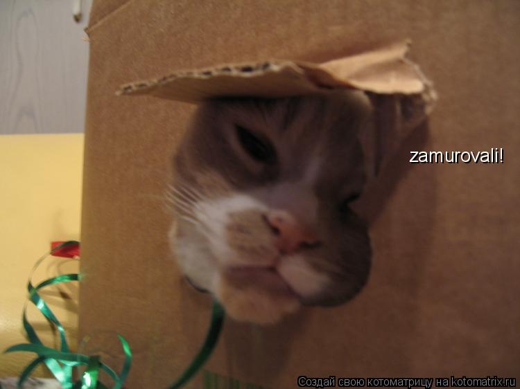 zamurovali!... Котоматрица: zamurovali!