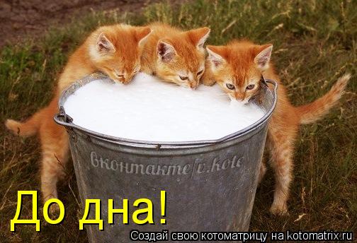 До дна!... Котоматрица: До дна!