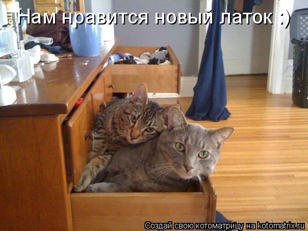 Нам нравится новый латок :)... Котоматрица: Нам нравится новый латок :)
