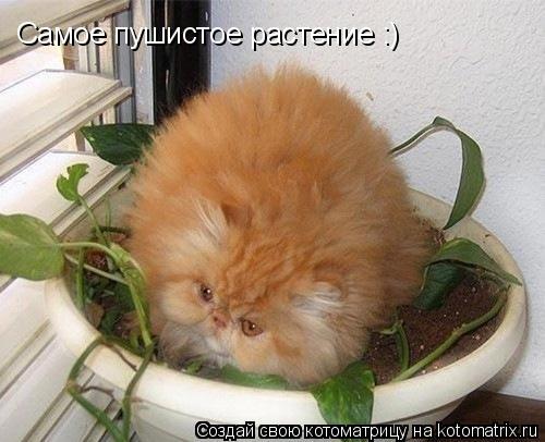 Самое пушистое растение :)... Котоматрица: Самое пушистое растение :)