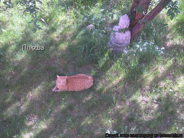 Котоматрица: Плюша