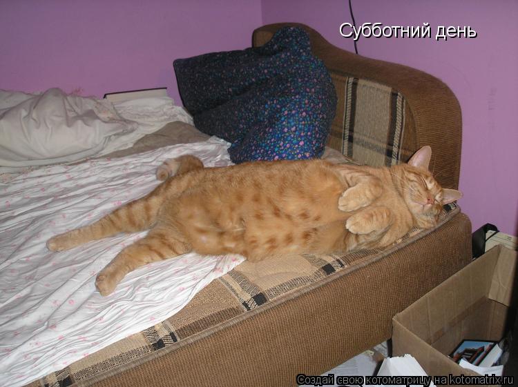Котоматрица: Субботний день