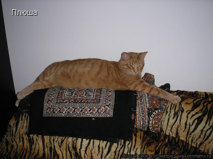 Плюша... Котоматрица: Плюша