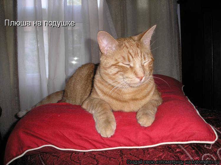 Плюша на подушке... Котоматрица: Плюша на подушке