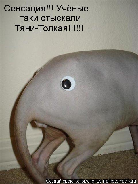 Сенсация!!! Учёные таки отыскали Тяни-Толкая!!!!!!... Котоматрица: Сенсация!!! Учёные таки отыскали Тяни-Толкая!!!!!!
