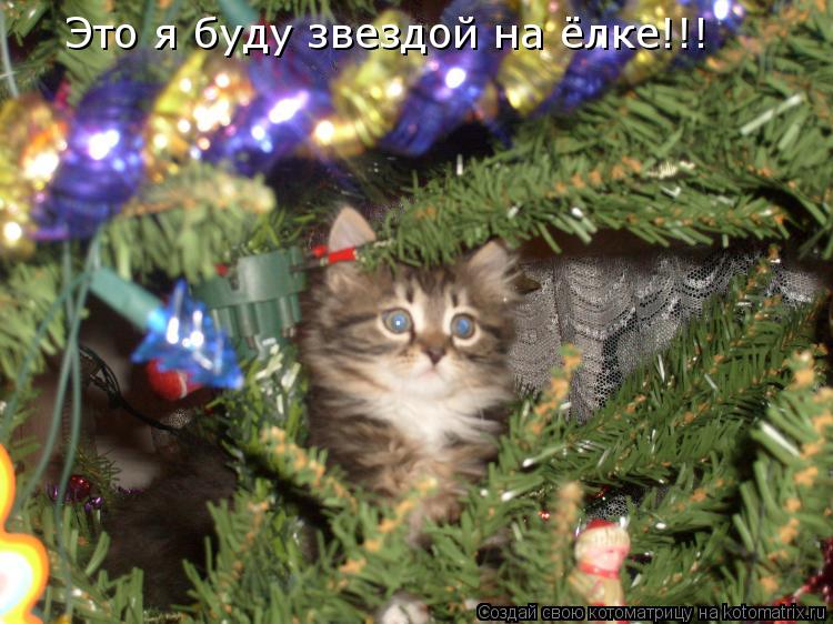 Котоматрица: Это я буду звездой на ёлке!!!