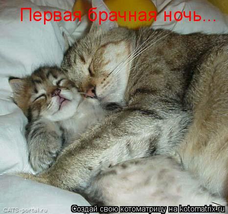 Первая брачная ночь...... Котоматрица: Первая брачная ночь...