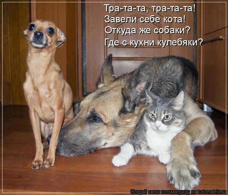 Тра-та-та, тра-та-та! Завели себе кота! Откуда же собаки? Где с кухни кулебяки?... Котоматрица: Тра-та-та, тра-та-та! Завели себе кота! Откуда же собаки? Где с кухни кулебяки?