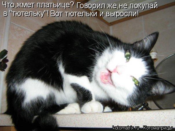 Что,жмет платьице? Говорил же,не покупай в "тютельку"! Вот тютельки и выросли!... Котоматрица: Что,жмет платьице? Говорил же,не покупай в "тютельку"! Вот тютельки и выросли!