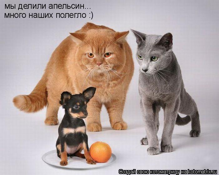 мы делили апельсин... много наших полегло :)... Котоматрица: мы делили апельсин... много наших полегло :)