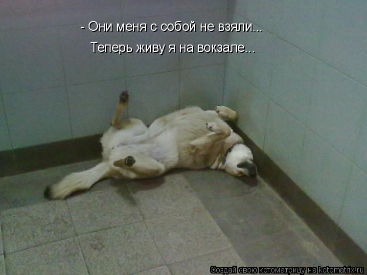 Котоматрица: - Они меня с собой не взяли... Теперь живу я на вокзале...