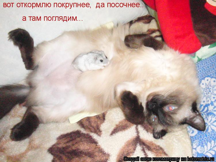 вот откормлю покрупнее, да посочнее.. а там поглядим...... Котоматрица: вот откормлю покрупнее, да посочнее.. а там поглядим...