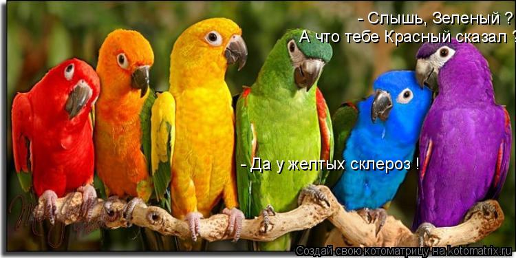 - Слышь, Зеленый ? А что тебе Красный сказал ? - Да у желтых склероз !... Котоматрица: - Слышь, Зеленый ? А что тебе Красный сказал ? - Да у желтых склероз !