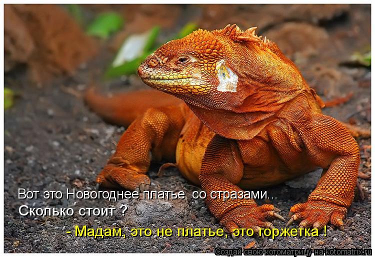 Котоматрица: Вот это Новогоднее платье, со стразами...  Сколько стоит ? - Мадам, это не платье, это горжетка !