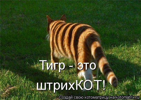 Тигр - это штрихКОТ!... Котоматрица: Тигр - это штрихКОТ!