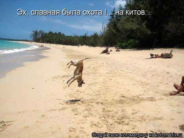 Котоматрица: Эх, славная была охота !... на китов...