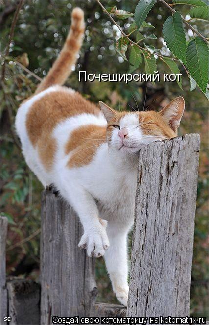Почеширский кот... Котоматрица: Почеширский кот