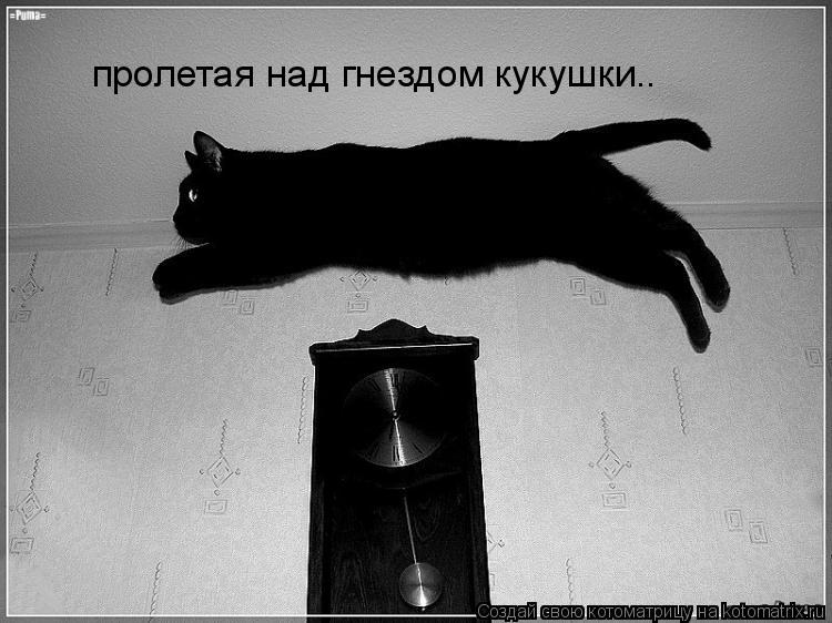 пролетая над гнездом кукушки..... Котоматрица: пролетая над гнездом кукушки..