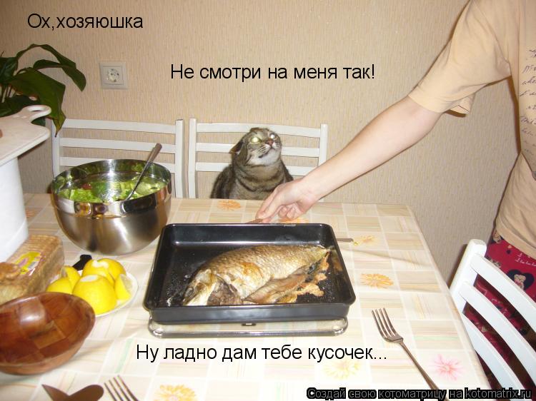 Ох,хозяюшка Не смотри на меня так! Ну ладно дам тебе кусочек...... Котоматрица: Ох,хозяюшка Не смотри на меня так! Ну ладно дам тебе кусочек...