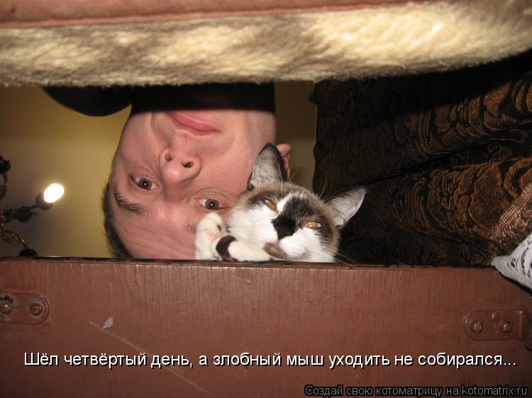 Котоматрица: Шёл четвёртый день, а злобный мыш уходить не собирался...