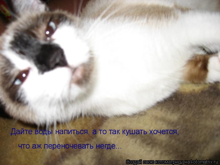 Котоматрица: Дайте воды напиться, а то так кушать хочется, что аж переночевать негде...