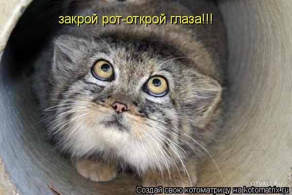 закрой рот-открой глаза!!!... Котоматрица: закрой рот-открой глаза!!!