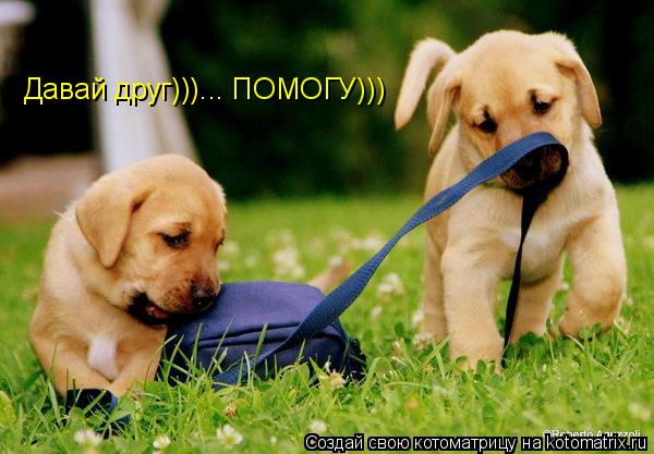 Давай друг)))... ПОМОГУ)))... Котоматрица: Давай друг)))... ПОМОГУ)))