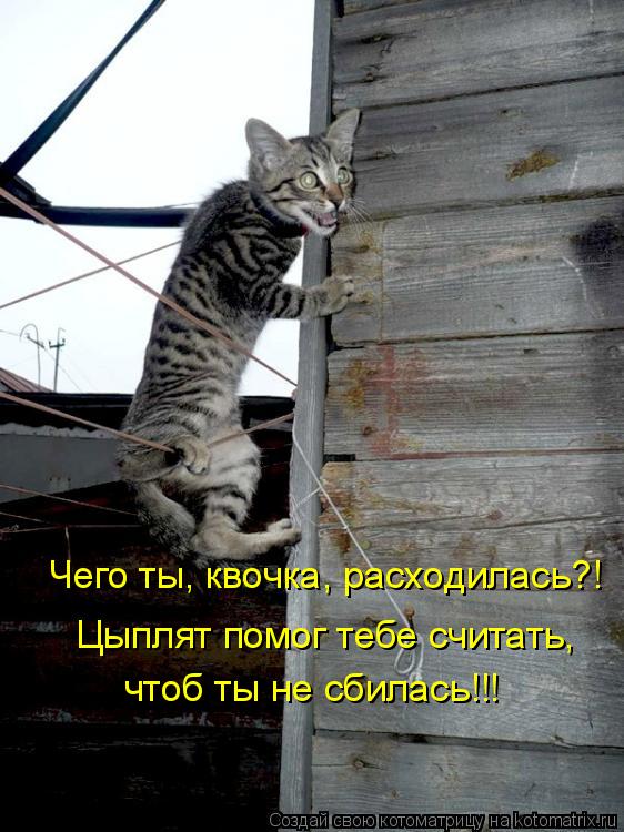 Чего ты, квочка, расходилась?! Цыплят помог тебе считать, чтоб ты не сбилась!!!... Котоматрица: Чего ты, квочка, расходилась?! Цыплят помог тебе считать, чтоб ты не сбилась!!!