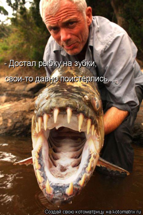 - Достал рыбку на зубки, свои-то давно поистёрлись....... Котоматрица: - Достал рыбку на зубки, свои-то давно поистёрлись....