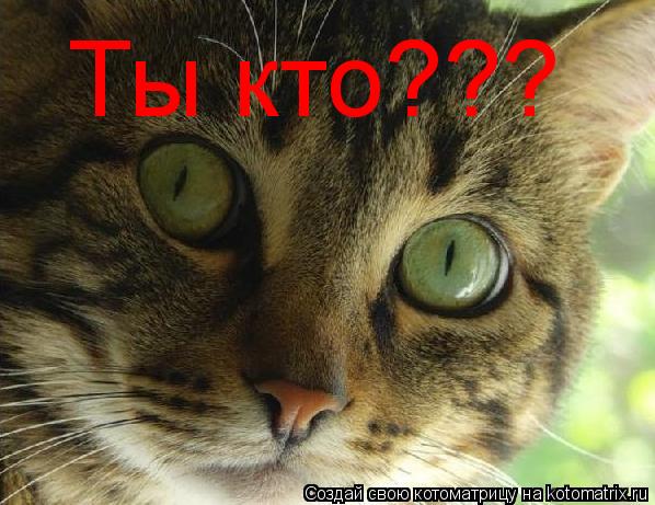 Ты кто???... Котоматрица: Ты кто???