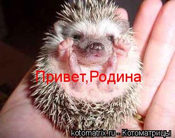 Привет,Родина... Котоматрица: Привет,Родина