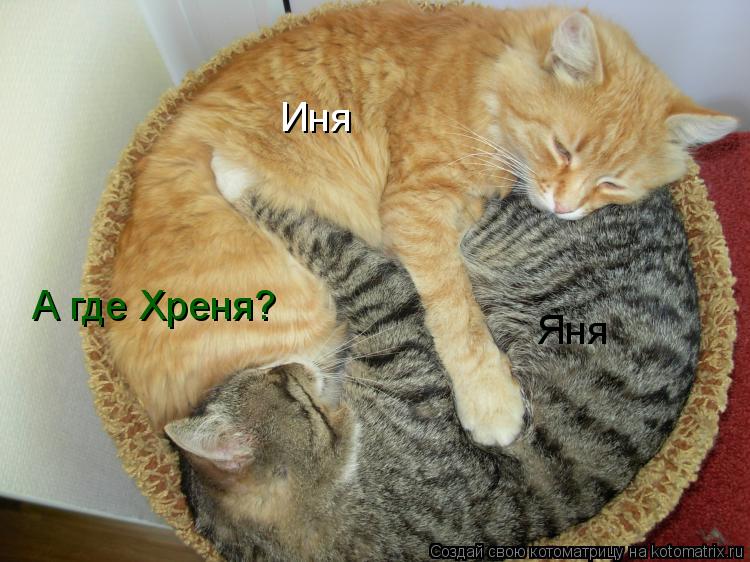 Иня Яня А где Хреня?... Котоматрица: Иня Яня А где Хреня?