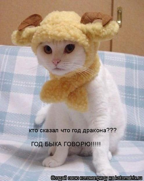 кто сказал что год дракона???БЫК я сказала и все тут!!!! кто сказал что год дракона??? ГОД БЫКА ГОВОР... Котоматрица: кто сказал что год дракона???БЫК я сказала и все тут!!!! кто сказал что год дракона??? ГОД БЫКА ГОВОРЮ!!!!!