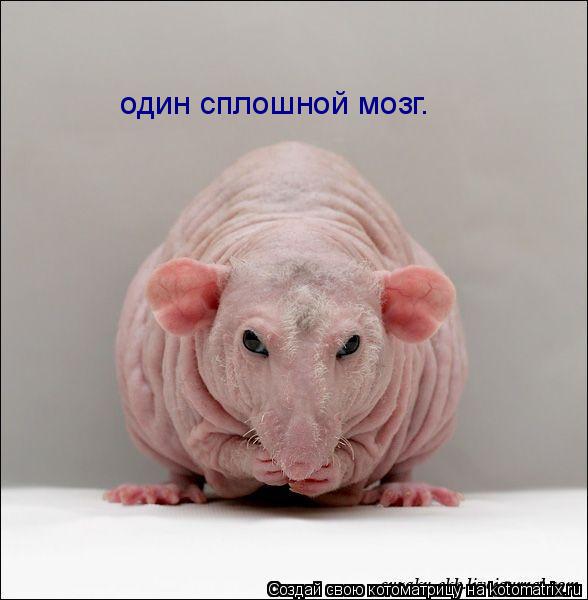 Котоматрица: один сплошной мозг.
