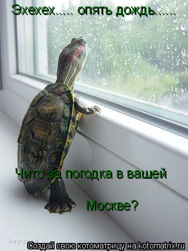 Котоматрица: Эхехех..... опять дождь...... Чито за погодка в вашей Москве?