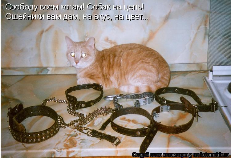 Котоматрица: Свободу всем котам! Собак на цепь! Ошейники вам дам, на вкус, на цвет...