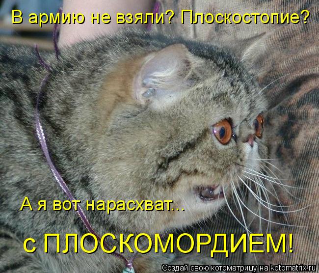 Котоматрица: В армию не взяли? Плоскостопие? А я вот нарасхват... с ПЛОСКОМОРДИЕМ!